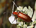 Lytta nitidicollis - photo 3