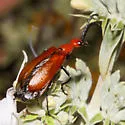 Lytta nitidicollis - photo 4
