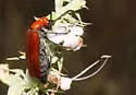 Lytta nitidicollis - photo 5