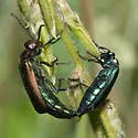 Nuttall's Blister Beetle