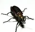 Nuttall's Blister Beetle - photo 2