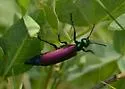 Nuttall's Blister Beetle - photo 3