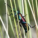 Nuttall's Blister Beetle - photo 4