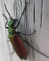 Nuttall's Blister Beetle - photo 5