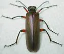 Bronze Blister Beetle - Lytta polita