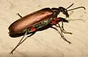 Bronze Blister Beetle - photo 2