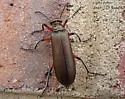 Bronze Blister Beetle - photo 3