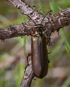 Bronze Blister Beetle - photo 4