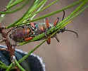 Bronze Blister Beetle - photo 5