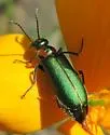 Lytta refulgens