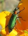Lytta refulgens - photo 2