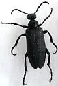 Lytta reticulata - Lytta reticulata