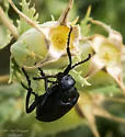 Lytta reticulata - photo 2