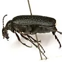 Lytta reticulata - photo 4