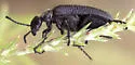 Lytta reticulata - photo 5