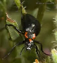 Lytta sublaevis - Lytta sublaevis