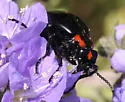 Lytta sublaevis - photo 2
