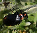 Lytta sublaevis - photo 4