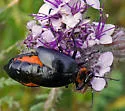 Lytta sublaevis - photo 5