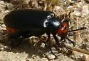 Lytta tenebrosa - photo 2