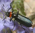 Lytta tenebrosa - photo 3
