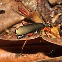 Lytta unguicularis - photo 2