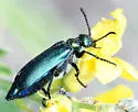 Lytta viridana - photo 2