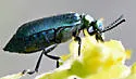 Lytta viridana - photo 3