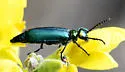 Lytta viridana - photo 4