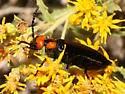 Lytta vulnerata