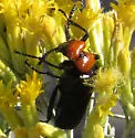 Lytta vulnerata - photo 3