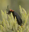 Lytta vulnerata - photo 4