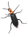 Lytta vulnerata - photo 5