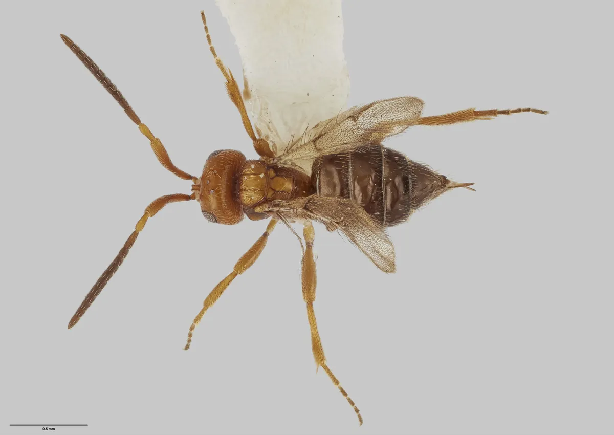 Maamingidae - photo 3