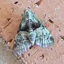 Macalla glastianalis - Hodges#5576.1