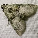 Macalla glastianalis - Hodges#5576.1 - photo 2