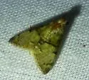 Macalla glastianalis - Hodges#5576.1 - photo 3