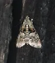 Macalla glastianalis - Hodges#5576.1 - photo 4