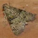 Macalla glastianalis - Hodges#5576.1 - photo 5