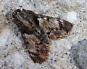Mahogany Webworm Moth - Hodges#5575
