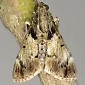 Mahogany Webworm Moth - Hodges#5575 - photo 2