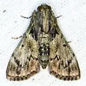 Mahogany Webworm Moth - Hodges#5575 - photo 3