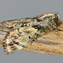 Mahogany Webworm Moth - Hodges#5575 - photo 4