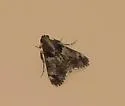Mahogany Webworm Moth - Hodges#5575 - photo 5