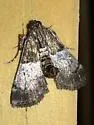 Zeller's Macalla - Hodges#5579 - photo 2