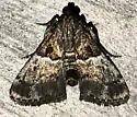 Zeller's Macalla - Hodges#5579 - photo 3