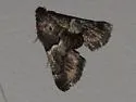Zeller's Macalla - Hodges#5579 - photo 4