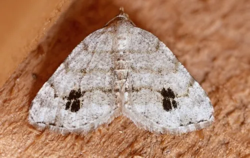 Macaria abruptata - Hodges#6294