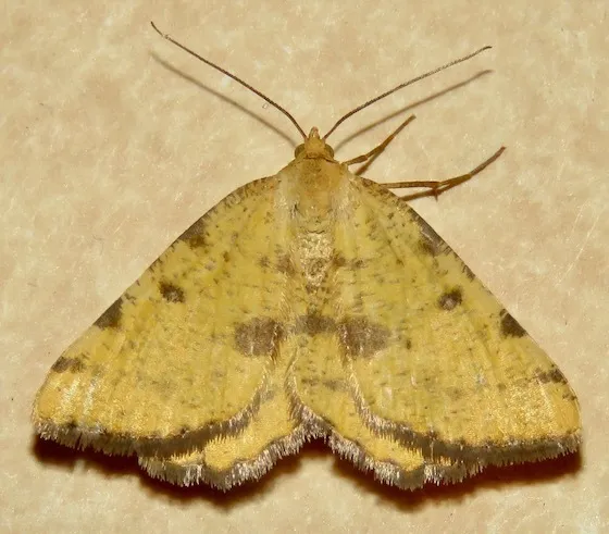 Macaria amboflava - Hodges#6284 - photo 2