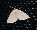 Mousy Angle Moth - Hodges#6282